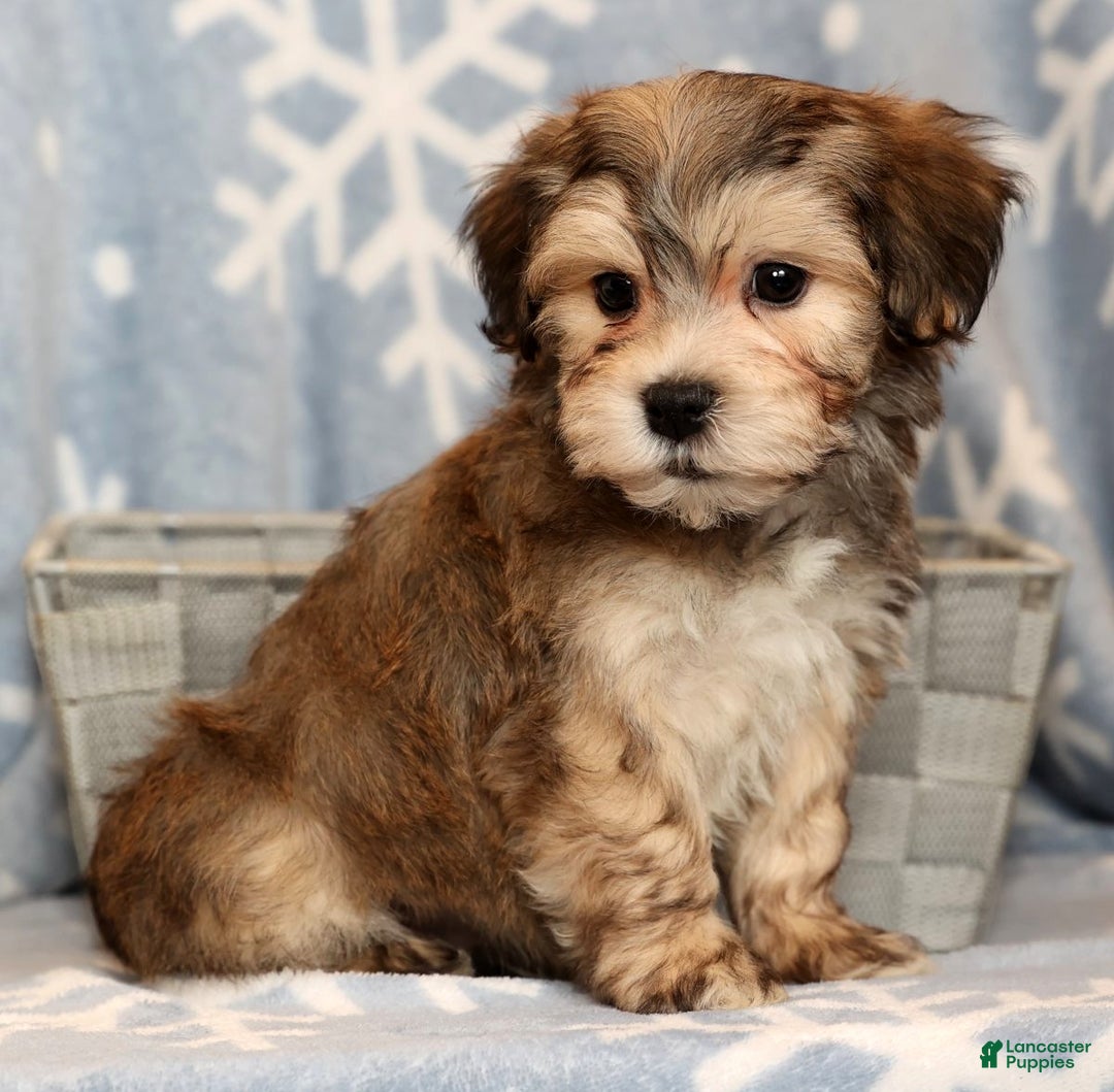 Yochon dogs for sale: Thomas - Ad 3