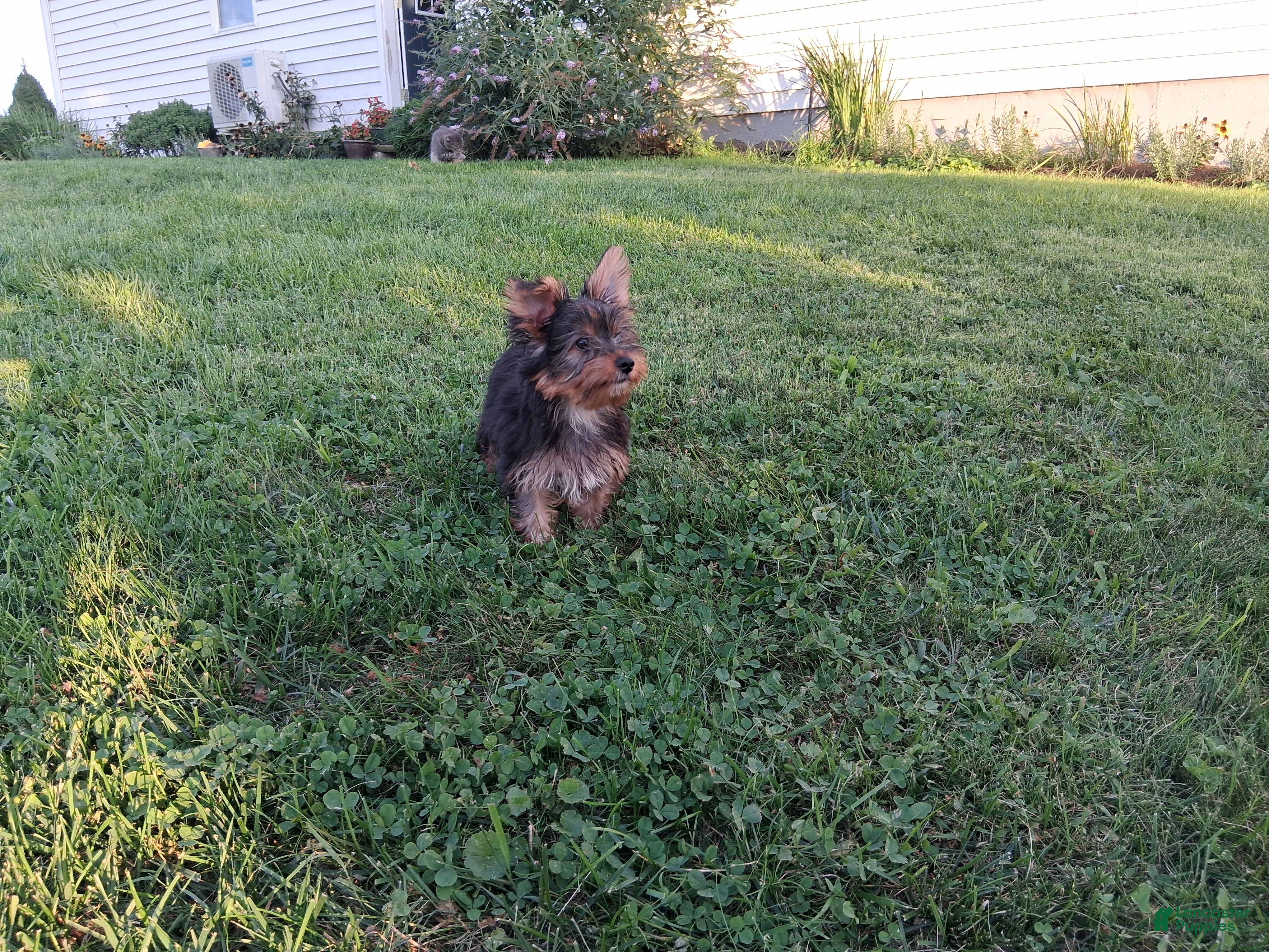 Yorkshire Terrier dogs for sale: Coffee AKC  - Ad 1