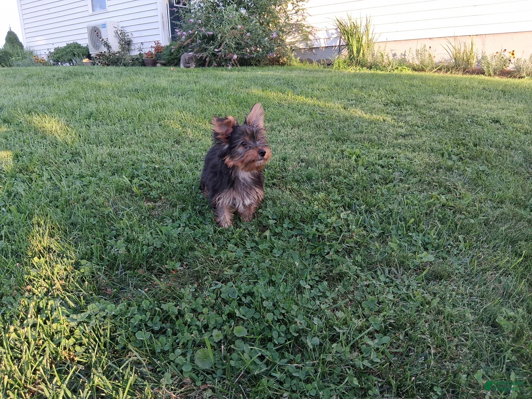 Yorkshire Terrier dogs for sale: Coffee AKC  - Ad 1