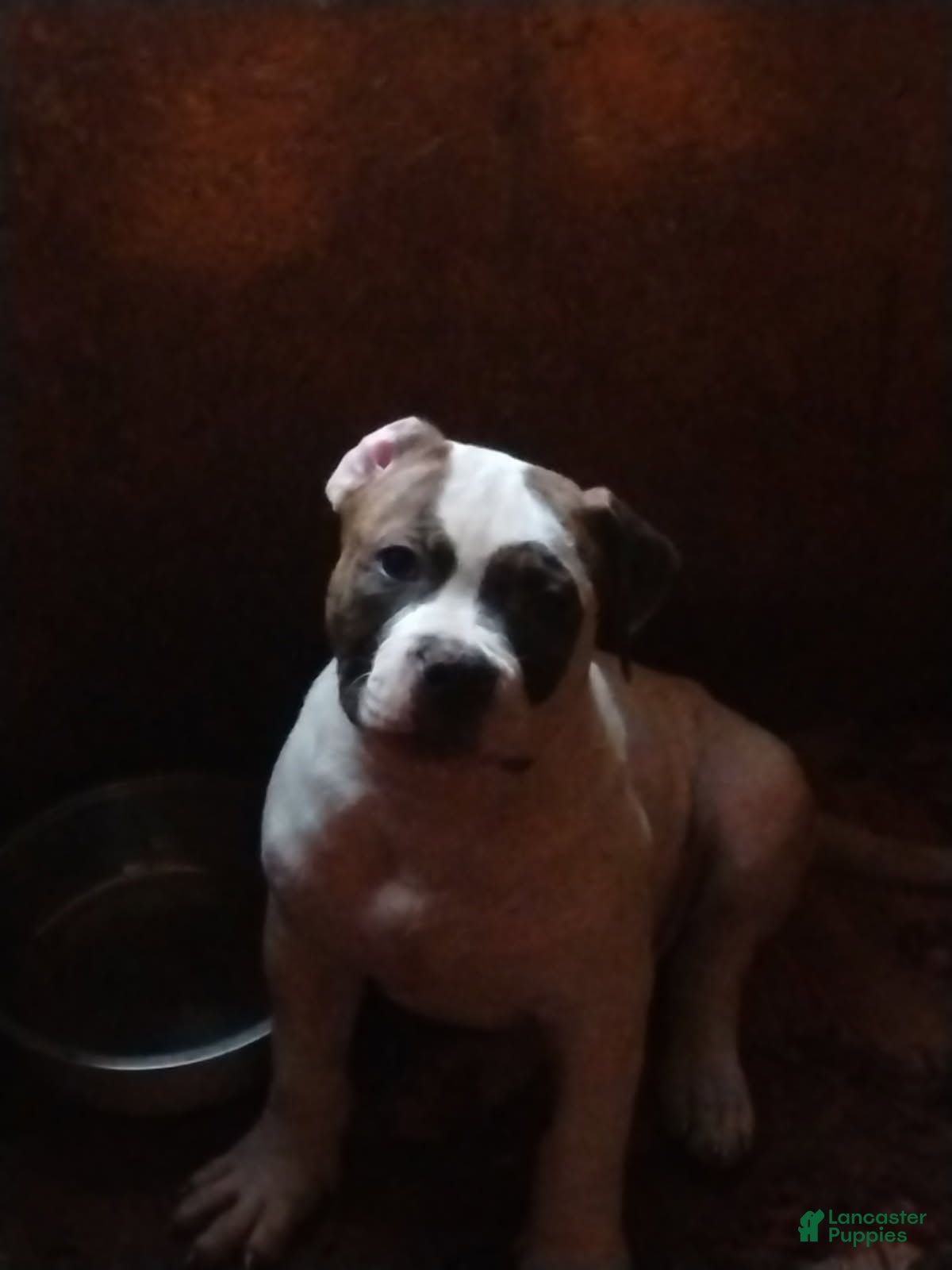 American Bulldog dogs American Bulldog 5 - Ad 10