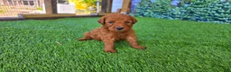 Goldendoodle dogs for sale: Millie - Ad 4