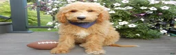 Mini Goldendoodle dogs for sale: Mason (medium) - Ad 6