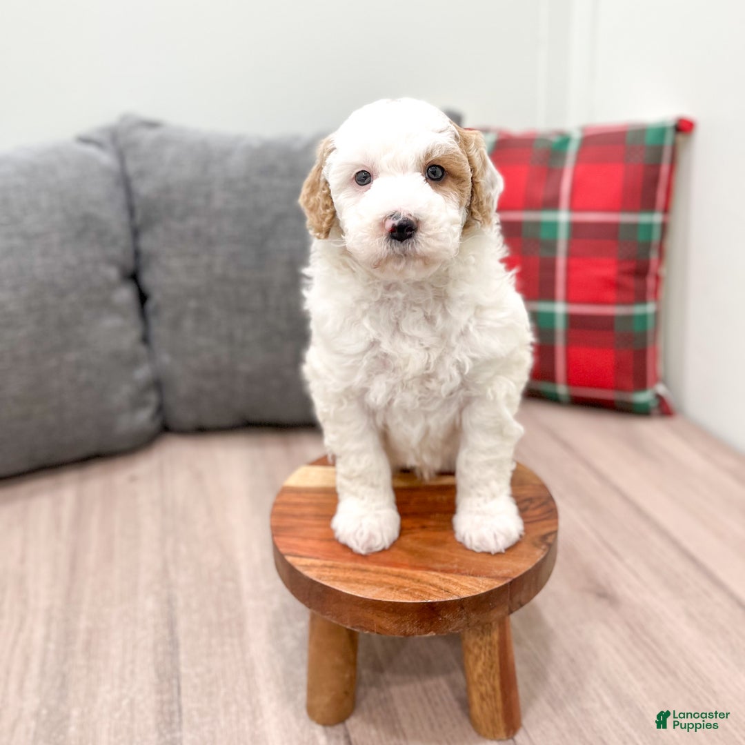 Goldendoodle dogs for sale: Wesley - Ad 3