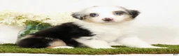 Miniature Australian Shepherd dogs for sale: Lacey - Ad 3