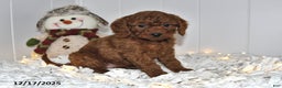Cavapoo dogs for sale: Cupcake - Ad 3