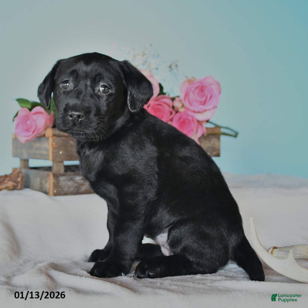 Labrador Retriever dogs for sale: Ellie - Ad 1