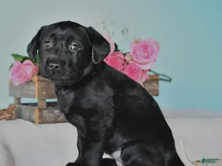 Labrador Retriever dogs Ellie - Ad 39