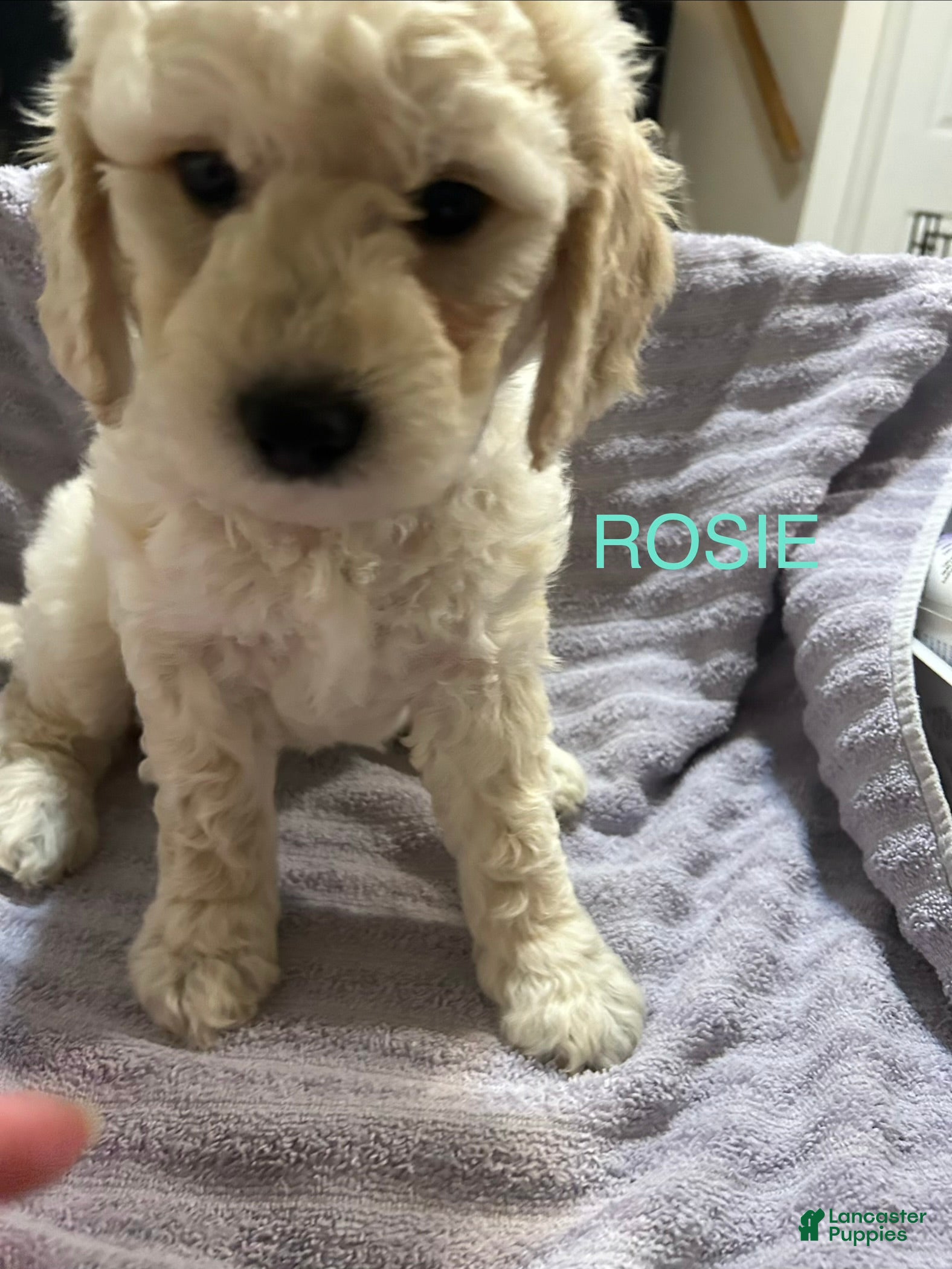 Goldendoodle dogs Rosie - Blue Female Goldendoodle  - Ad 11