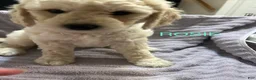 Goldendoodle dogs for sale: Rosie - Blue Female Goldendoodle  - Ad 2