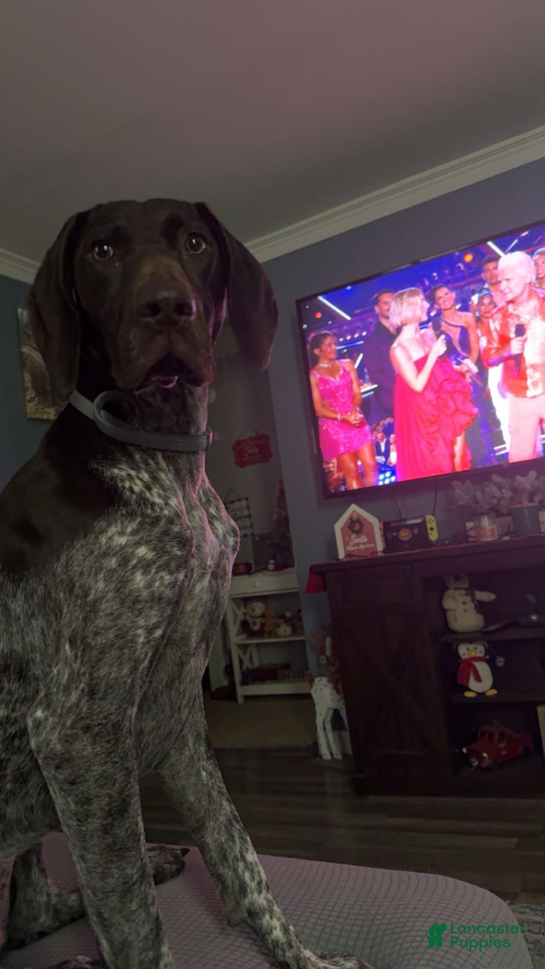 German Shorthaired Pointer dogs for sale: German Shorthaired Pointer Puppy 1 - Ad 2