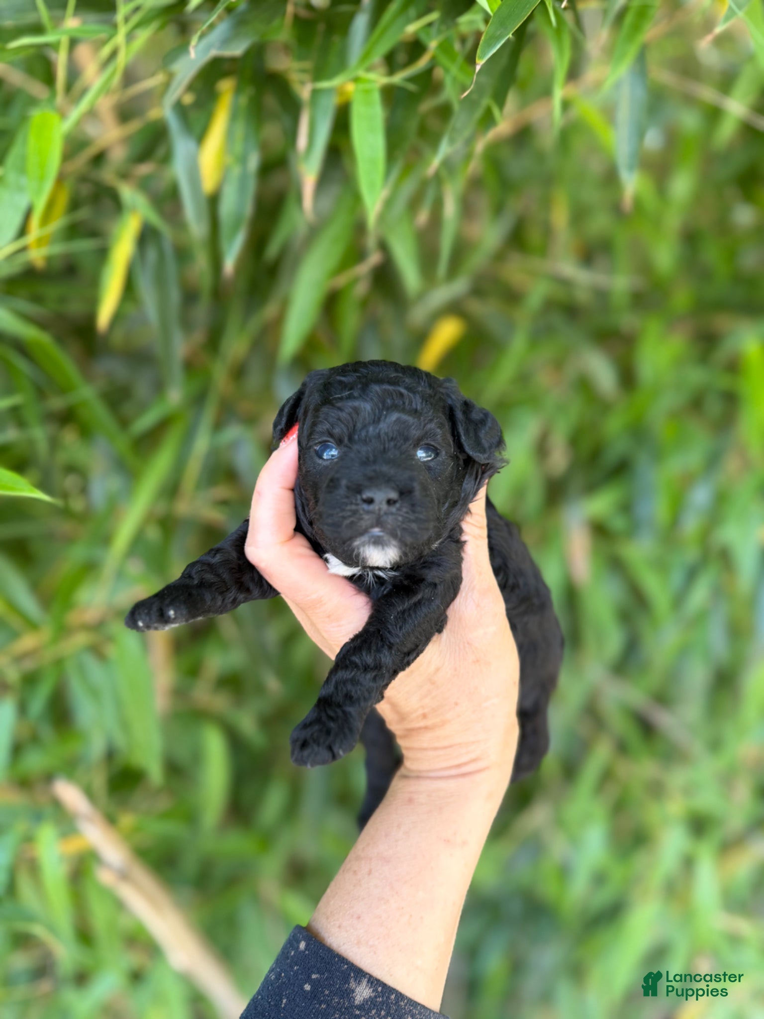 Mixed Breed dogs F1 toy Aussiedoodle Puppy 3 - Ad 32