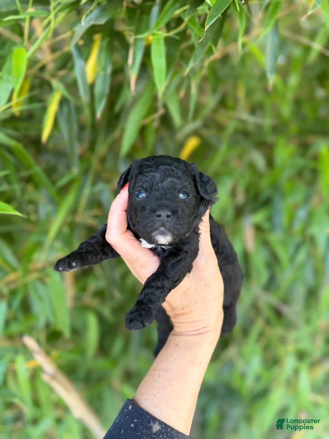 Mixed Breed dogs for sale: F1 toy Aussiedoodle Puppy 3 - Ad 1