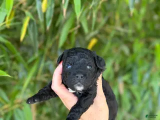 Mixed Breed dogs F1 toy Aussiedoodle Puppy 3 - Ad 15