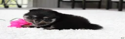 Pomeranian dogs for sale: Tessa - Ad 10