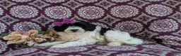 Havapoo dogs for sale: Shalene Hypoallergenic - Ad 4