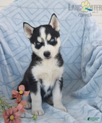 Gallery Image {{count}}