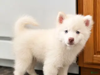 Pomsky dogs for sale: Atlas - Mini Male Pomsky → The Snow Prince - Ad 1