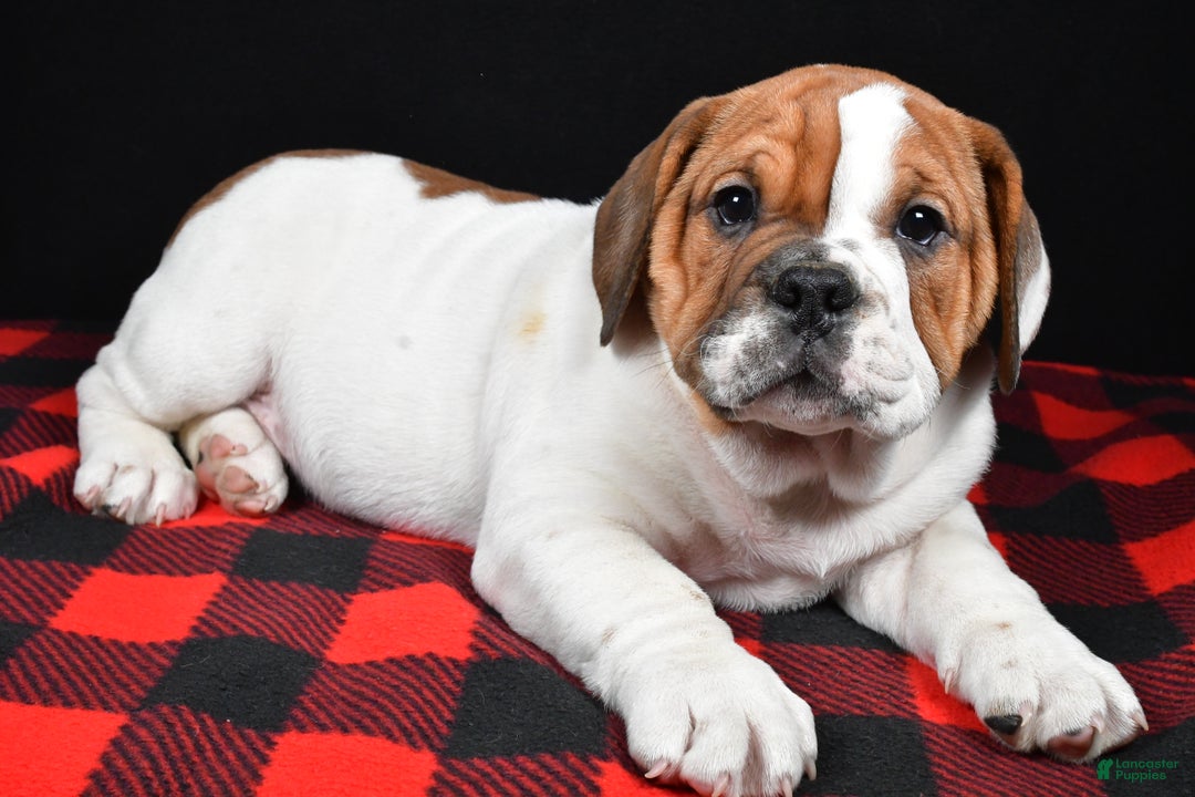 Beabull dogs for sale: Jordan - Ad 8