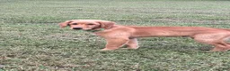 Golden Retriever dogs for sale: Charlie - Ad 9