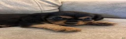 Mixed Breed dogs for sale: Eliette - Ad 3