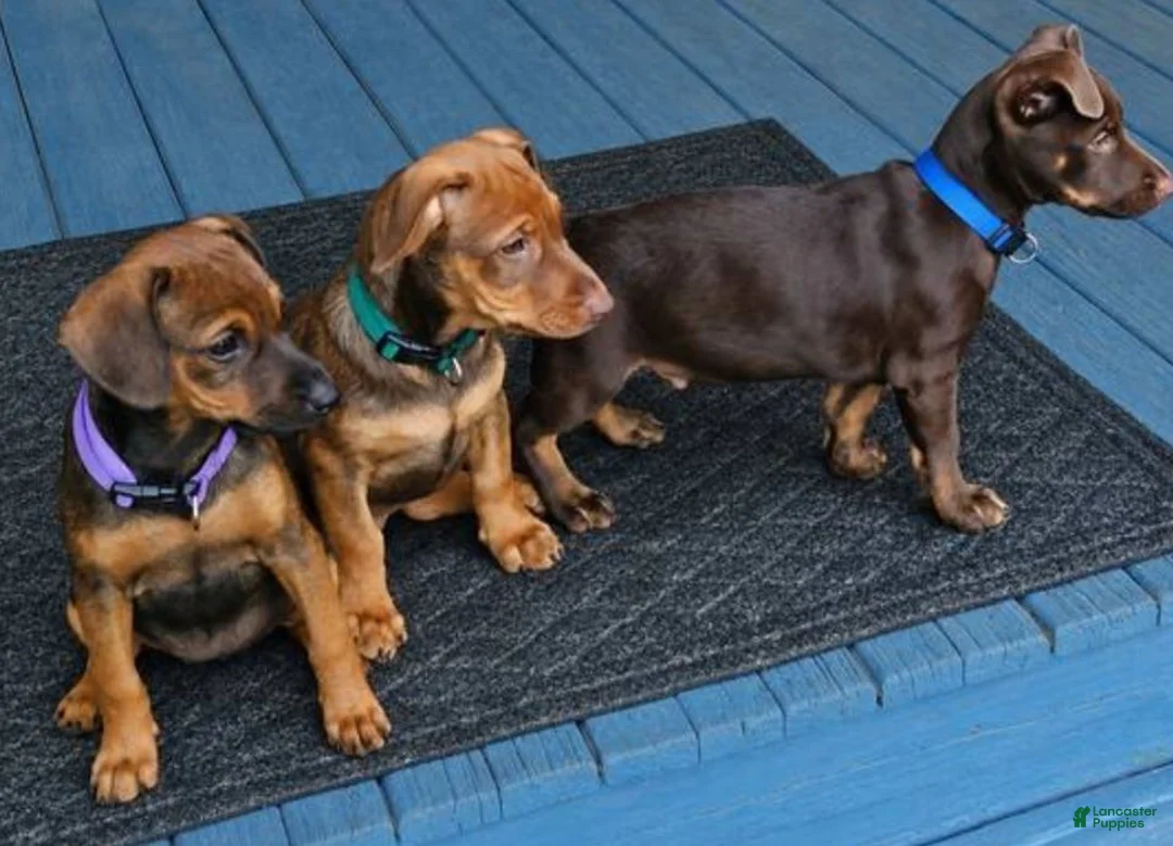 Mixed Breed dogs for sale: Dirty blonde coat - Ad 1