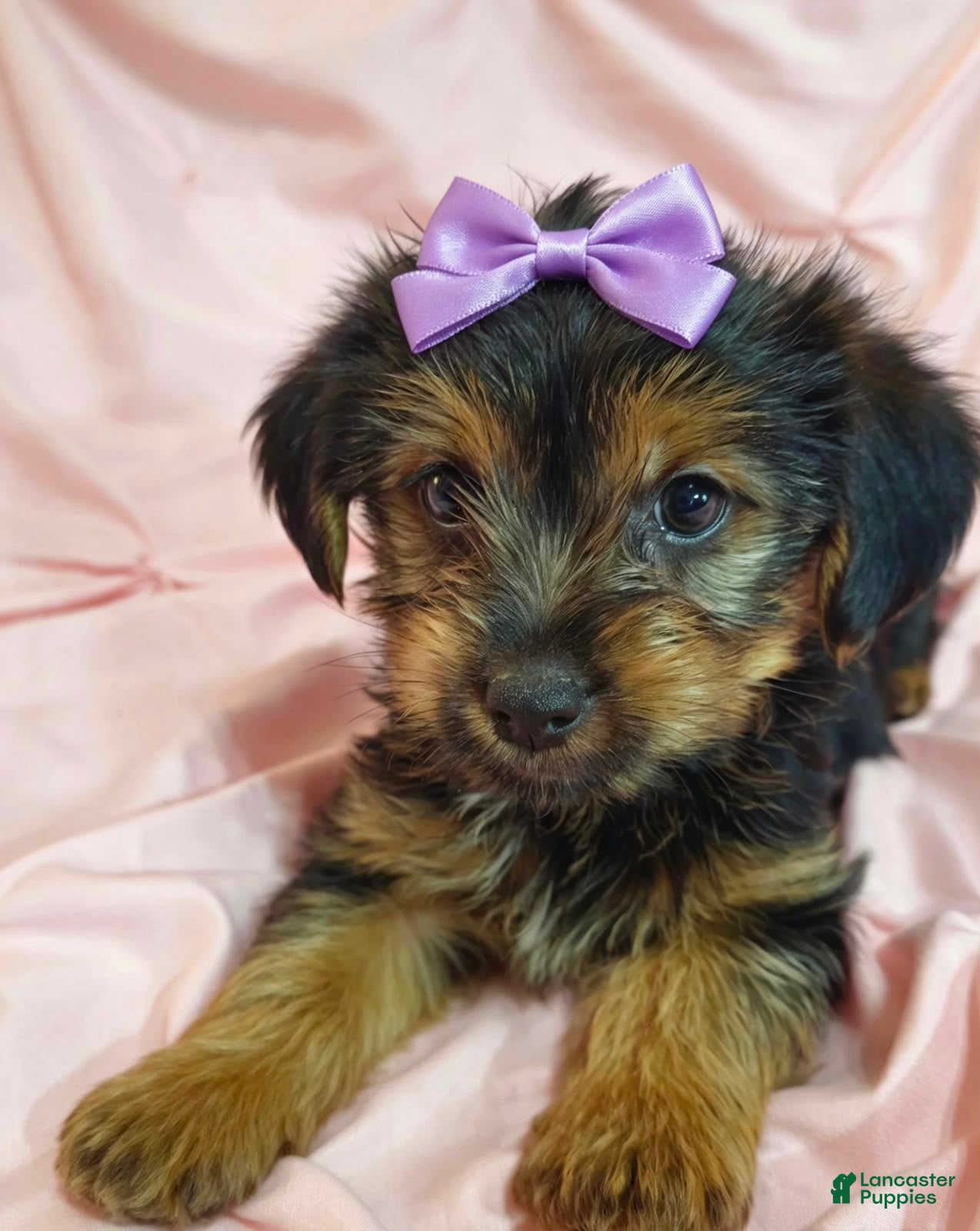 Yorkshire Terrier dogs PIXIE-POTTY AND CRATE TRAINED - Ad 35