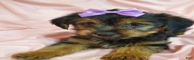 PIXIE-POTTY AND CRATE TRAINED