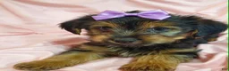 Yorkshire Terrier dogs for sale: PIXIE-POTTY AND CRATE TRAINED - Ad 1