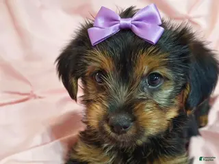 Yorkshire Terrier dogs PIXIE-POTTY AND CRATE TRAINED - Ad 35