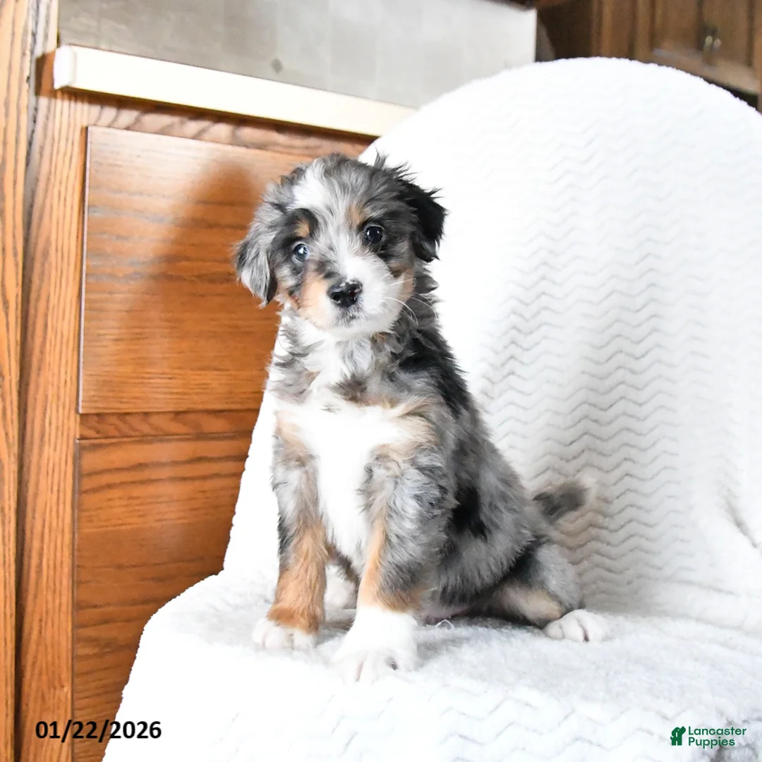 Mini Bernedoodle dogs for sale: Valentine - Ad 6