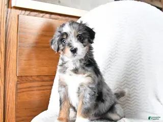 Mini Bernedoodle dogs Valentine - Ad 16