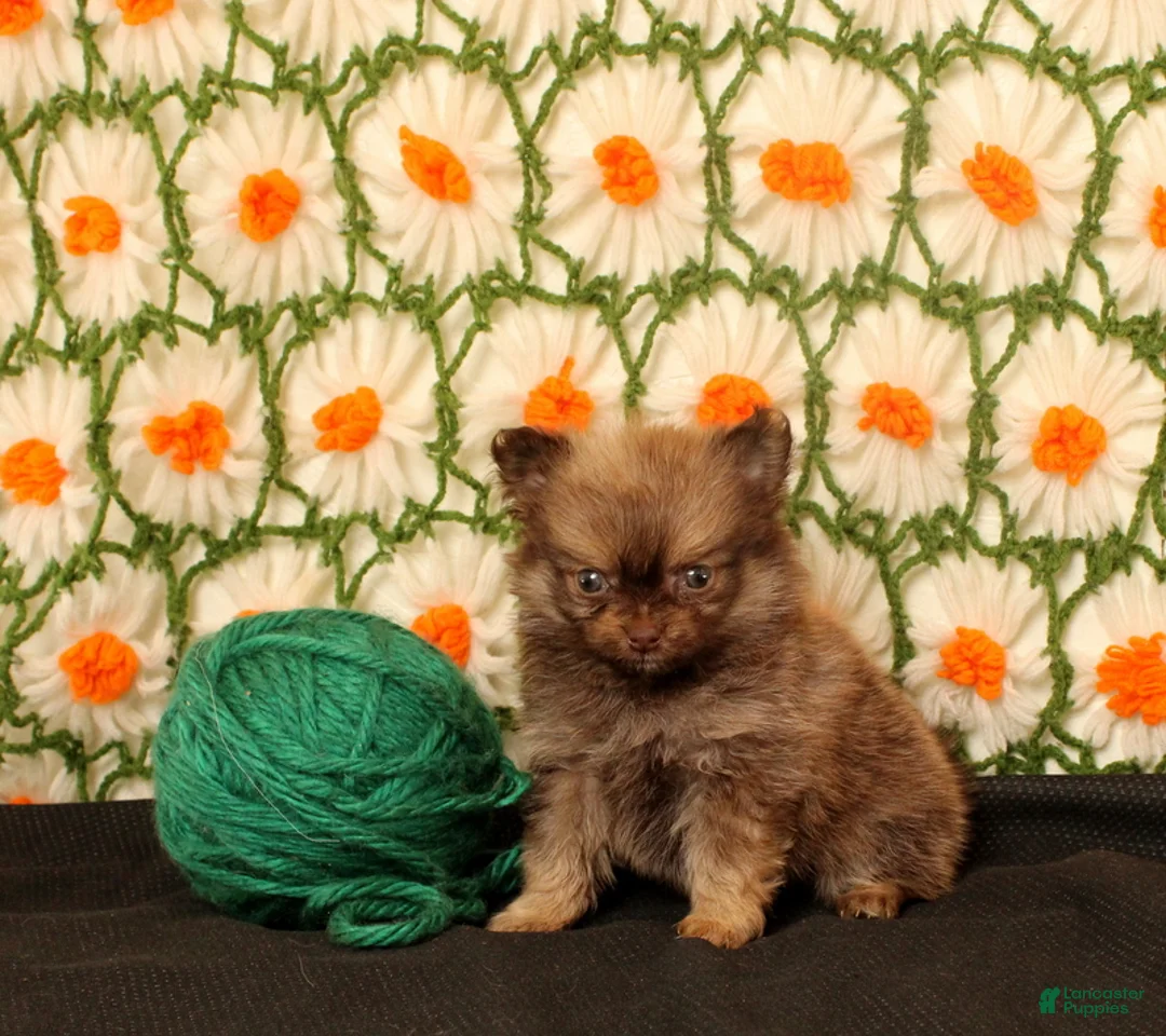 Pomeranian dogs for sale: kirk - Ad 4