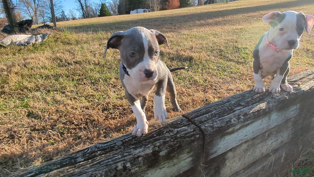 American Bully dogs for sale: Classic  - Ad 14