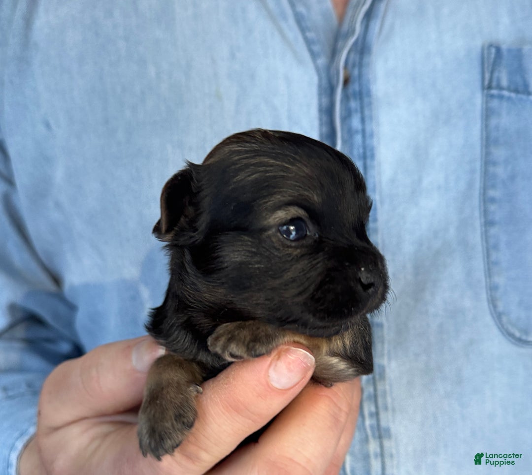 Chihuahua dogs for sale: Blackwood  - Ad 6