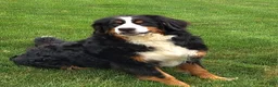 Bernese Mountain Dog dogs for sale: Sasha - Ad 8