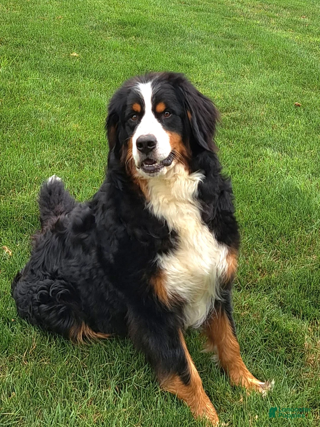 Bernese Mountain Dog dogs for sale: Sasha - Ad 8