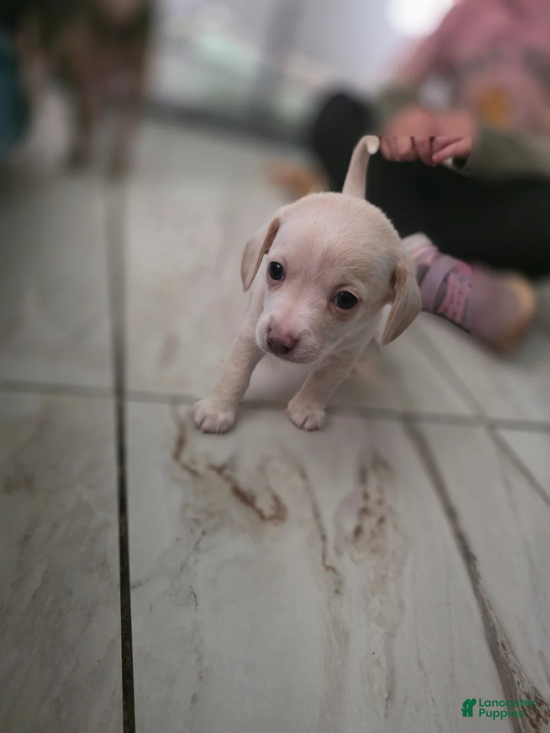 Chiweenie dogs for sale: Chiweenie Puppy 4 - Ad 2
