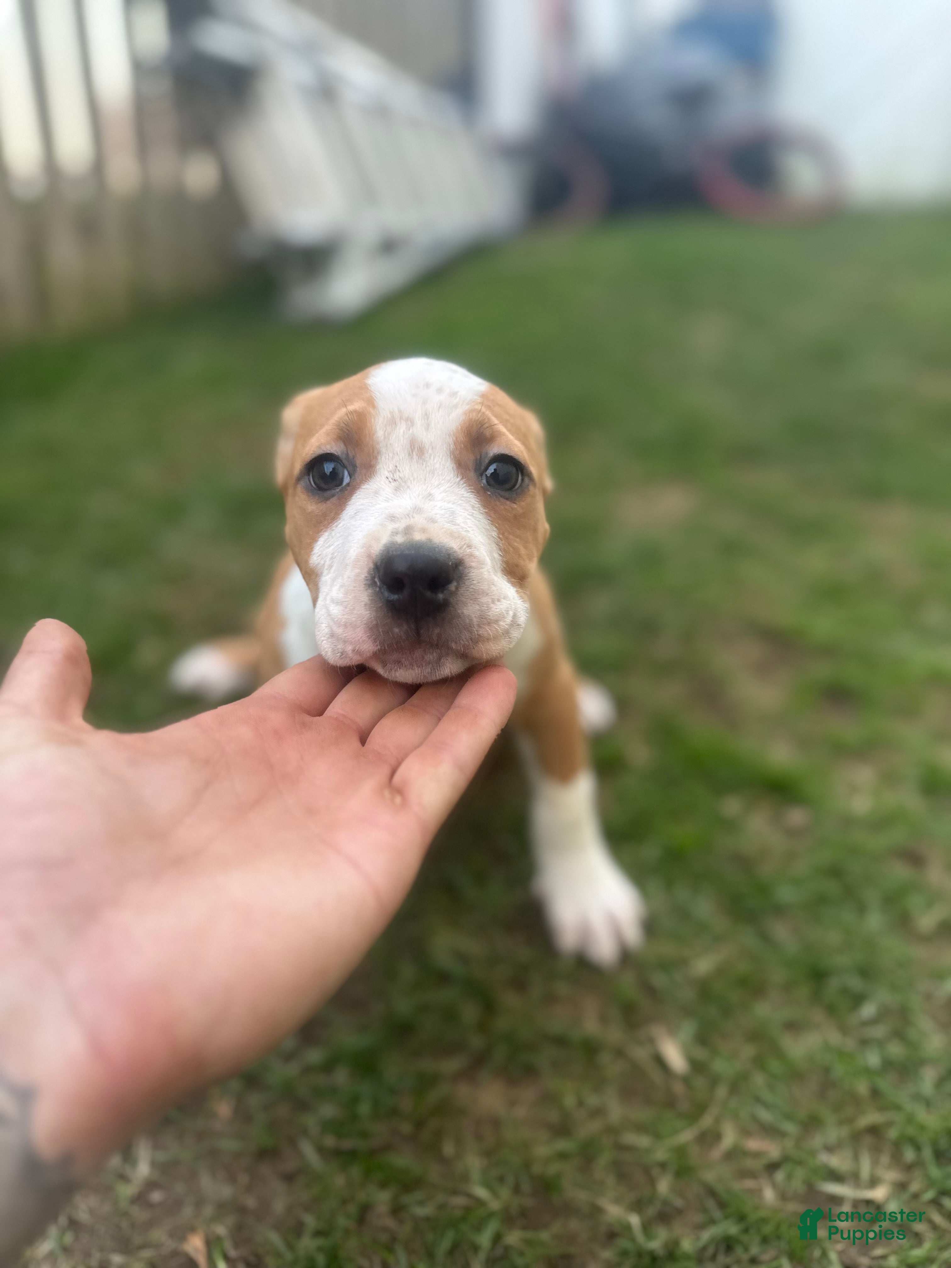 American Bully dogs American Bully Puppy 1 - Ad 19