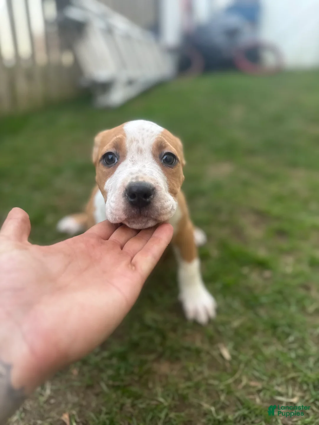 American Bully dogs for sale: American Bully Puppy 1 - Ad 1