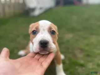 American Bully dogs American Bully Puppy 1 - Ad 19