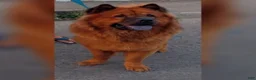 Chow Chow dogs for sale: Luna - Ad 8