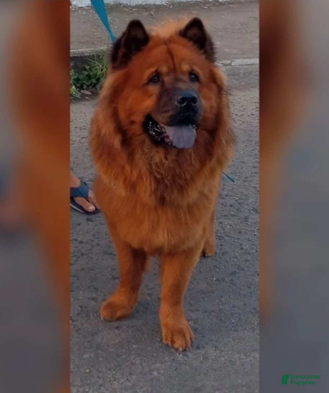 Chow Chow dogs for sale: Luna - Ad 8