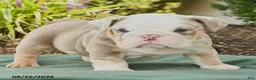 English Bulldog dogs for sale: Solomon - Ad 3