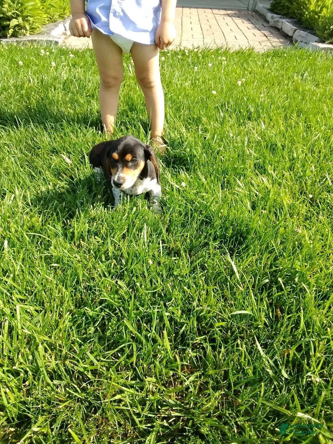 Miniature Dachshund dogs Jaxon - Ad 1