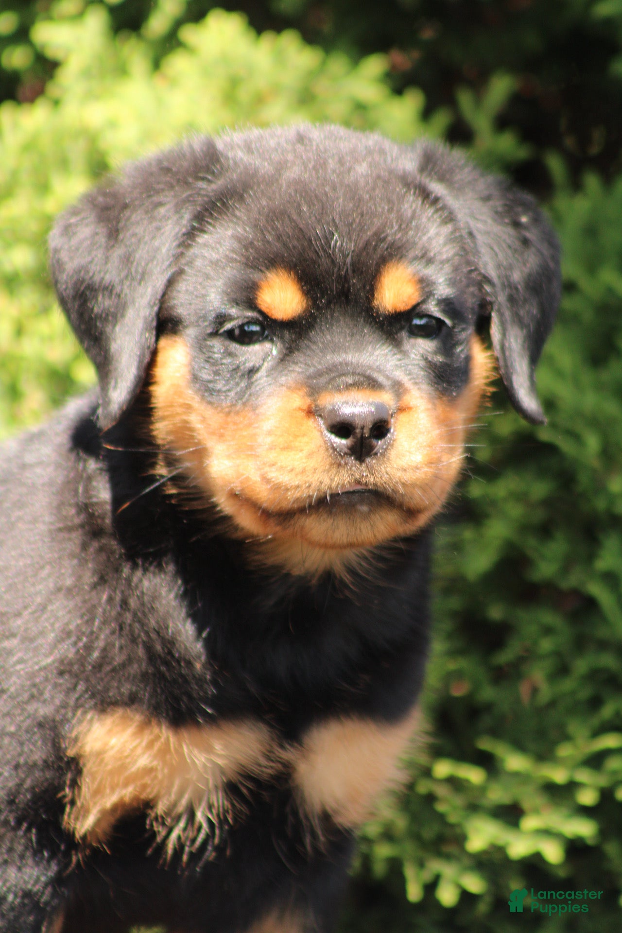 Rottweiler dogs for sale: Dynamite  - Ad 4