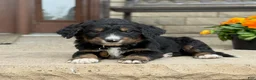 Bernedoodle dogs for sale: Bernedoodle Puppy Bernie - Ad 4