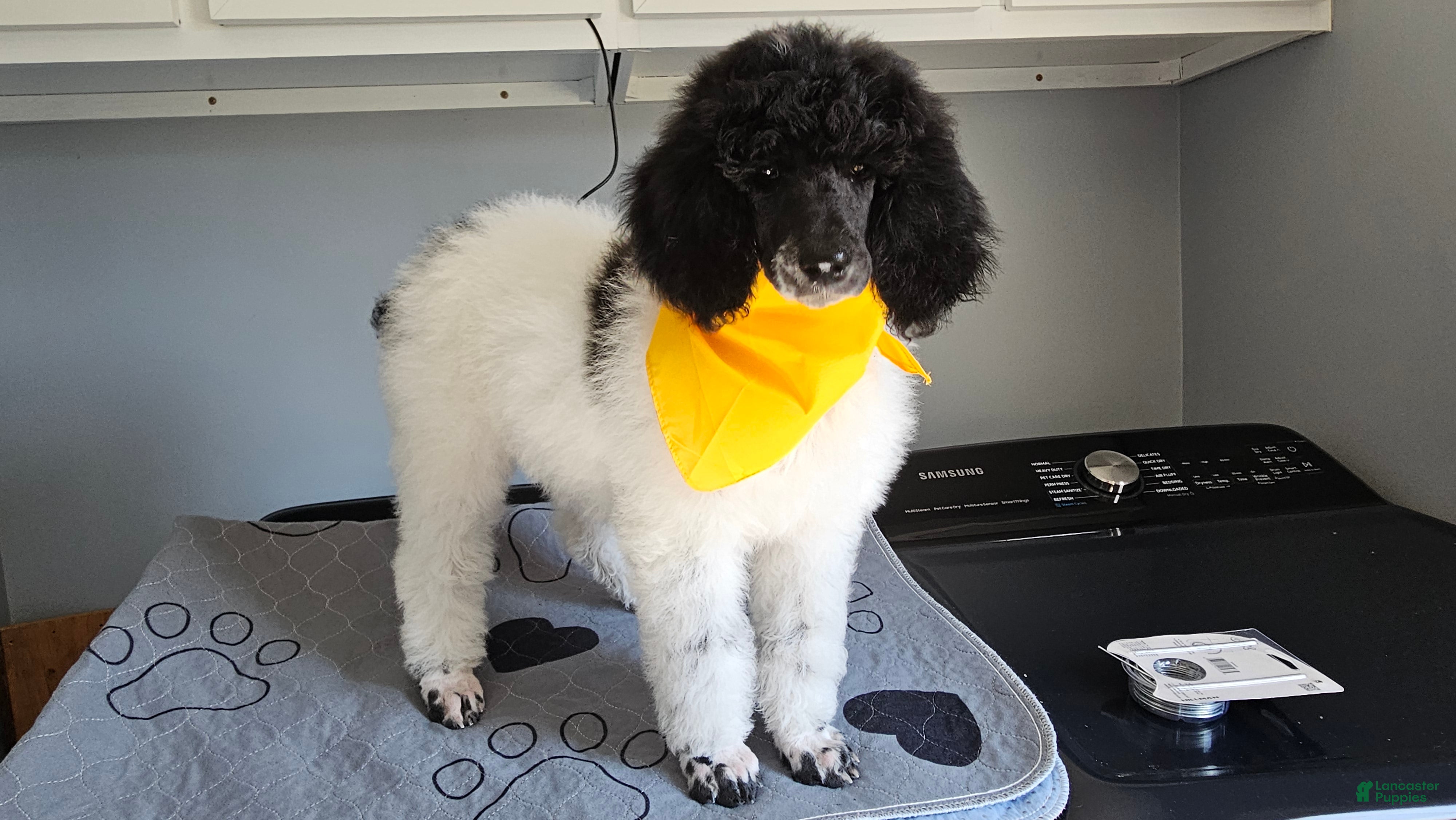 Standard Poodle dogs Birch  - Ad 9