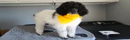 Standard Poodle dogs for sale: Birch  - Ad 1