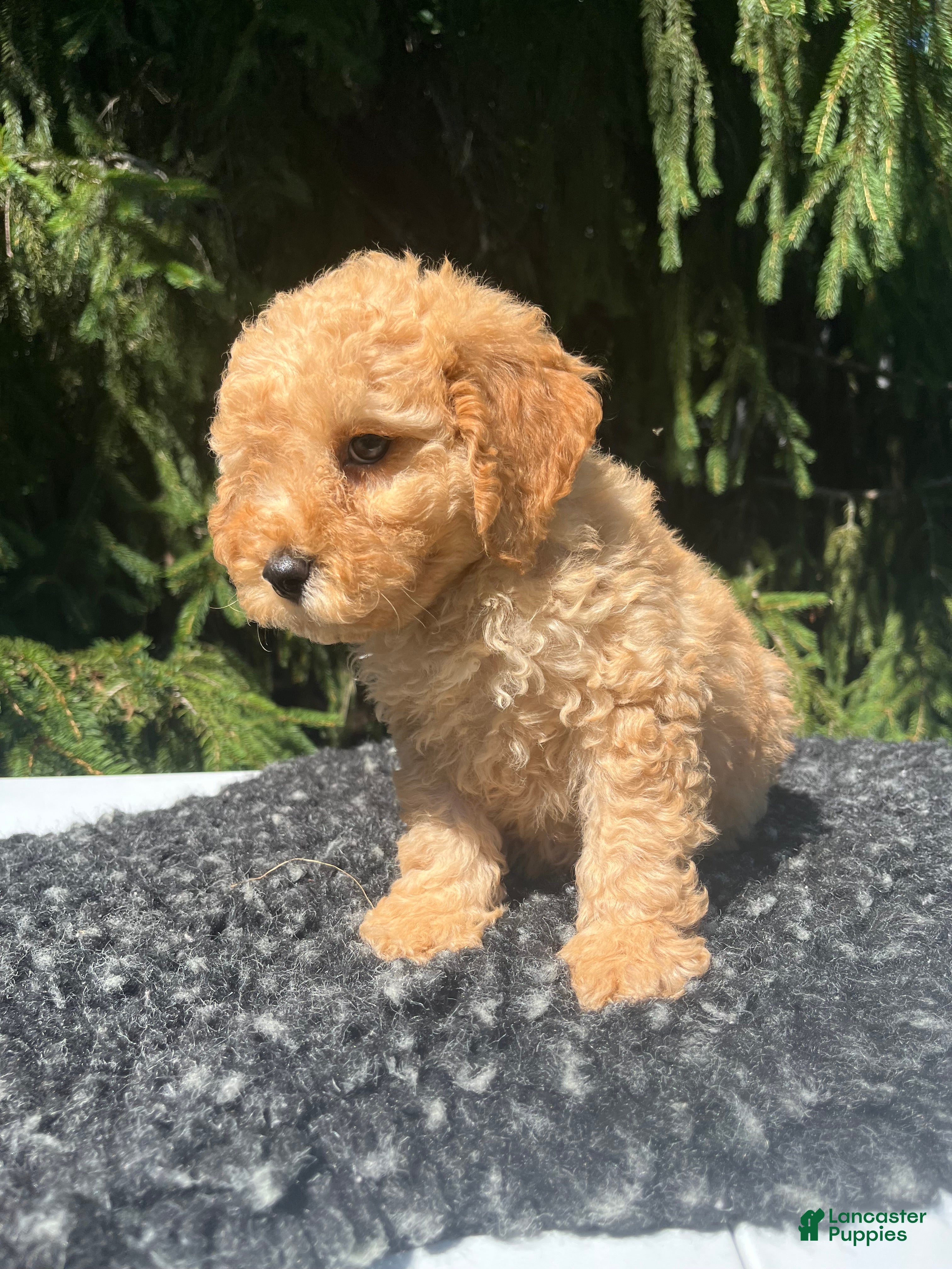 Mini Goldendoodle dogs Charley  - Ad 2