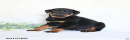 Rottweiler dogs for sale: Archie - Ad 2